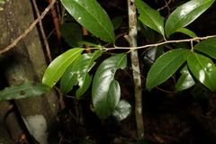 Casearia multinervosa