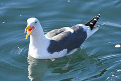 Larus occidentalis