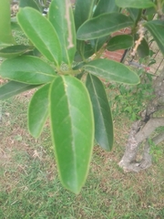 Citharexylum montevidense