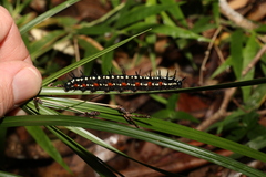 Doleschallia bisaltide australis
