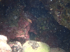 Neoniphon vexillarium