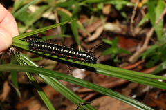 Doleschallia bisaltide australis