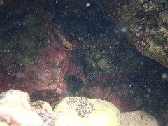 Neoniphon vexillarium