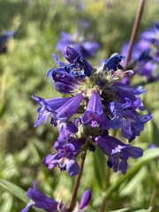 Penstemon rydbergii