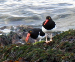 Haematopus leucopodus
