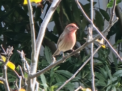 Haemorhous mexicanus