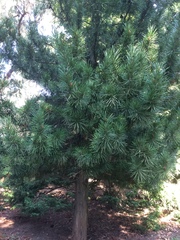 Sciadopitys verticillata