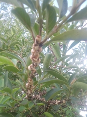 Citharexylum montevidense