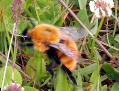Bombus dahlbomii