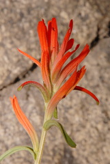 Castilleja disticha