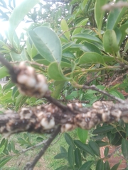 Ceroplastes sinensis