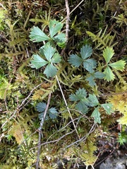Potentilla erecta
