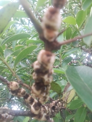 Ceroplastes sinensis