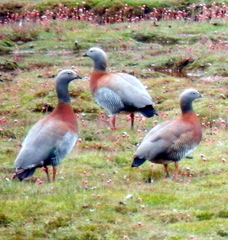 Chloephaga poliocephala