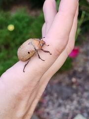 Anoplognathus velutinus