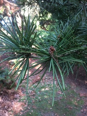 Sciadopitys verticillata