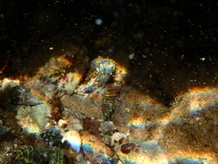 Clibanarius tricolor