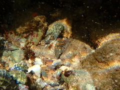 Clibanarius tricolor