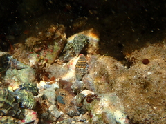 Clibanarius tricolor