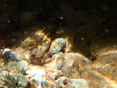 Clibanarius tricolor