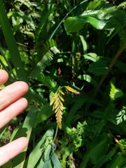 Chasmanthe floribunda