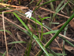 Lobelia stenophylla