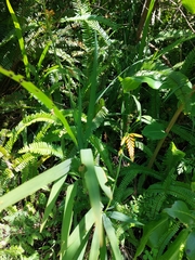 Chasmanthe floribunda