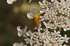 Cteniopus sulphureus
