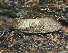 Acrolophus mora