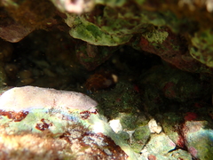 Cerithium litteratum