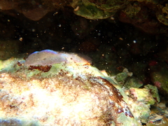 Cerithium litteratum