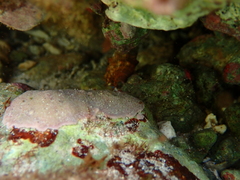 Cerithium litteratum