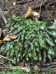 Fissidens