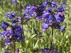 Penstemon rydbergii