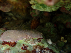 Cerithium litteratum