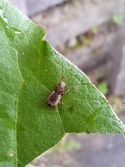Arecopais spectabilis