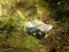 Cerithium litteratum