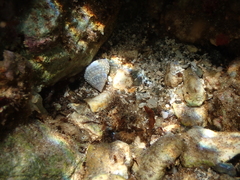 Cenchritis muricatus