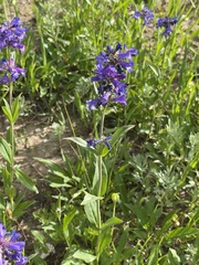 Penstemon rydbergii