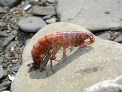 Gammarus