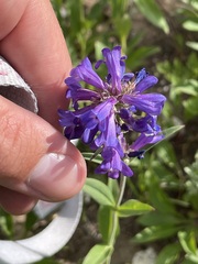 Penstemon rydbergii