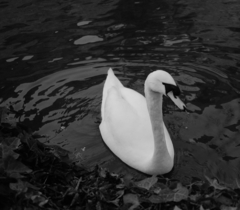 Cygnus olor