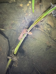 Paramesotriton hongkongensis