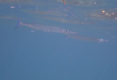 Tylosurus crocodilus