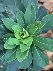 Euphorbia hirsuta