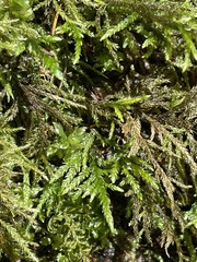 Thamnobryum