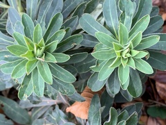 Euphorbia hirsuta