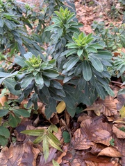 Euphorbia hirsuta