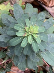 Euphorbia hirsuta