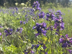 Penstemon rydbergii